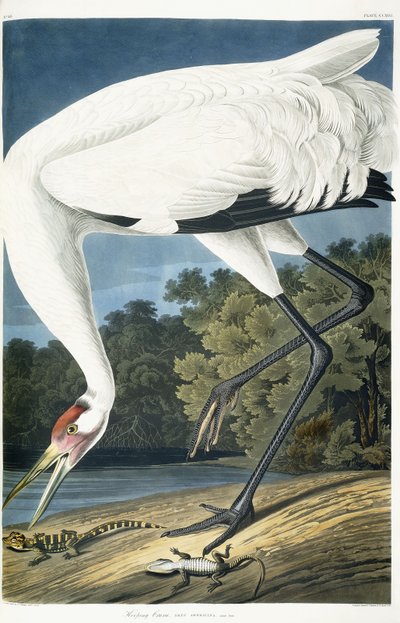 百日鶴、成人男性、1834 作： John James Audubon