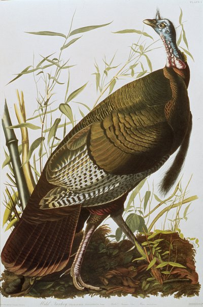 野生の七面鳥、「アメリカの鳥」から、1829 年に出版 作： John James Audubon