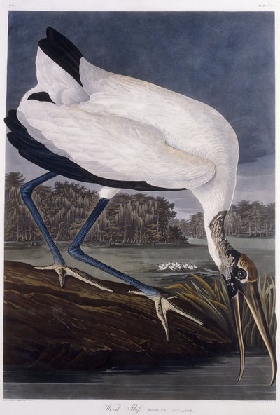 ウッドアイビス 作： John James Audubon