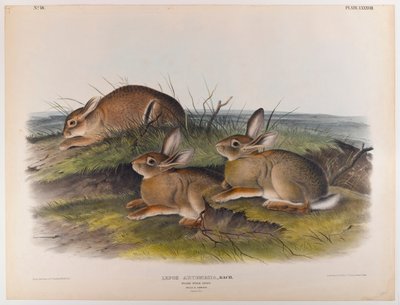 みみずうさぎ 作： John James Audubon