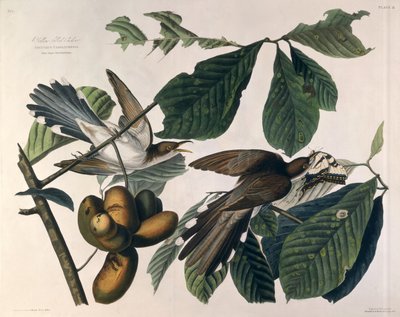 ウィリアムホームリザーズ（1788-1859）によって彫刻され、ロバートハヴェル（1793-1878）1829によって修正された、「アメリカの鳥」からの黄色請求ハト 作： John James Audubon