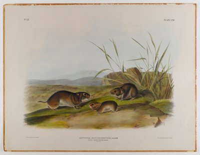 黄色ほお草マウス 作： John James Audubon