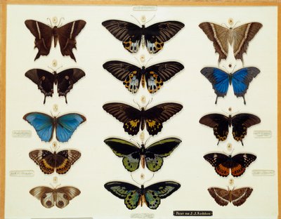 動物学。ガラスに描かれた蝶のプレート ジョン・ジェームズ・オーデュボン（1780-1851） 19世紀 ブリューコレクション 作： John James Audubon