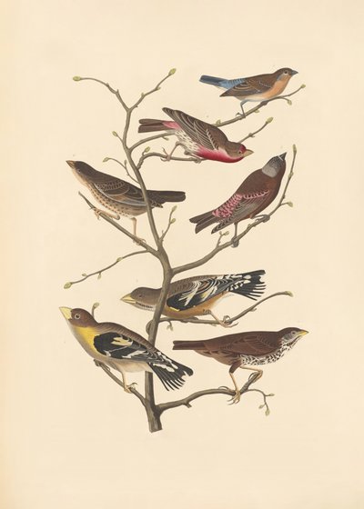 ラズリフィンチ 作： John James Audubon/ Rob Havell