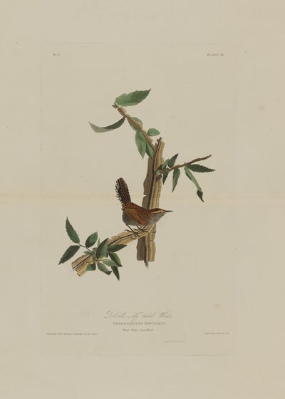 ロバートハヴェル（1793-1878）によって彫刻されたバーズオブアメリカのBewicks Long Tailed Wren 作： John James after Audubon