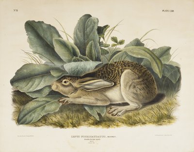 黒尾うさぎ、1845（織り紙に手描きのリトグラフ） 作： John James after Audubon
