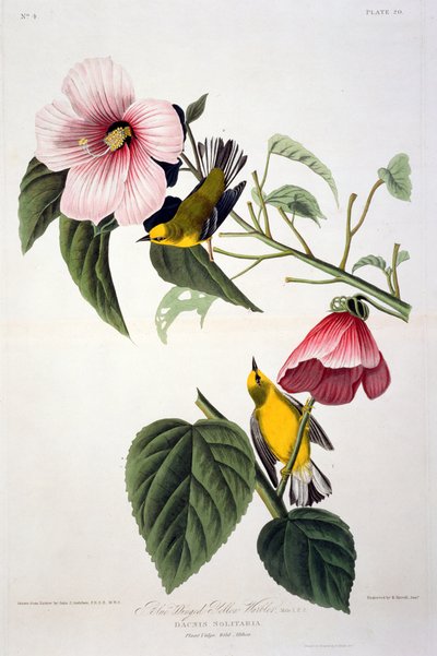 ロバートハヴェル（1793-1878）によって彫刻されたアメリカの鳥からの青い翼のある黄色のウグイス 作： John James after Audubon