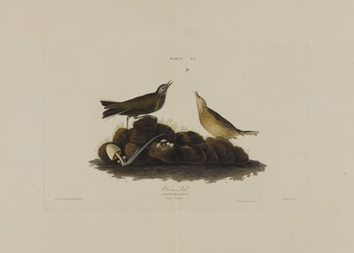バードオブアメリカのブラウンラーク、ロバートハヴェル（1793-1878）による彫刻 作： John James after Audubon
