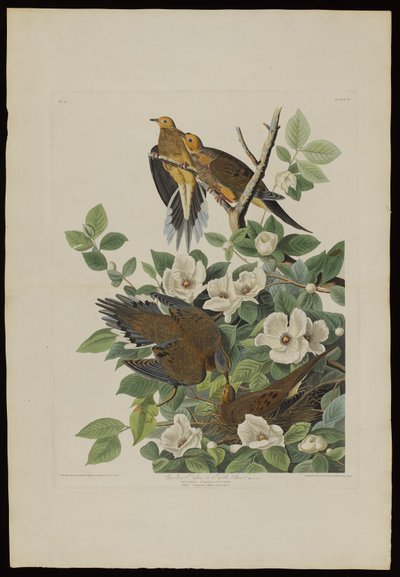 ロバートハヴェル（1793-1878）によって刻まれたバーズオブアメリカのカロライナピジョンまたはカメ鳩 作： John James after Audubon