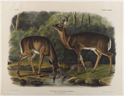 ジョンT.ボーエン（1801-c.1856）1848によって彫刻されたコモンまたはバージニアディア 作： John James after Audubon