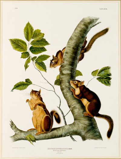 1845年、1844年に公開されたフォリオThe Viviparous Quadrupeds of North Americaのダグラスリス（オリジナルは129902を参照） 作： John James after Audubon