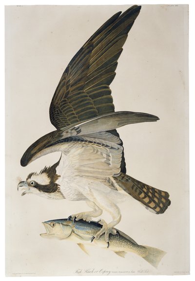 フィッシュホークまたはミサゴ、リトグラフ、ジュリアスビエン（1826-1909）、1860年 作： John James after Audubon