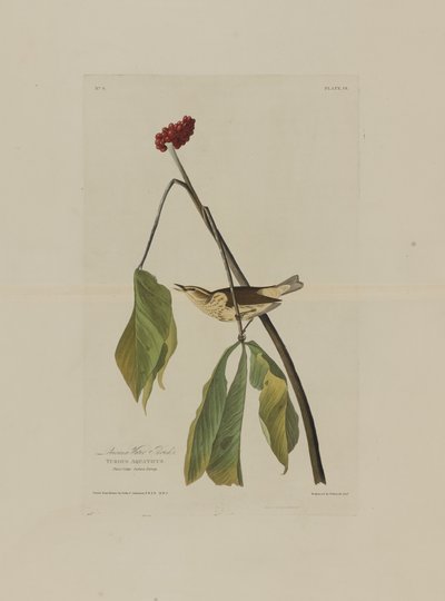 ロバートハヴェル（1793-1878）によって彫刻された、アメリカの鳥からのルイジアナウォータースラッシュ 作： John James after Audubon