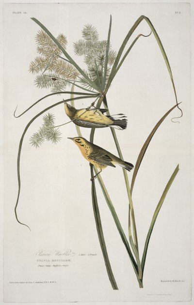 バードオブアメリカのプレーリーウォーブラー、ロバートハヴェル（1793-1878）によって彫刻 作： John James after Audubon
