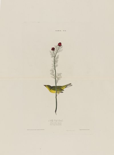 ロバートハヴェル（1793-1878）によって刻まれたバーズオブアメリカのセルビーフライキャッチャー 作： John James after Audubon