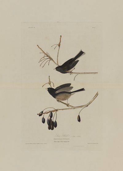 ロバートハヴェル（1793-1878）によって彫刻されたアメリカの鳥からの雪の鳥 作： John James after Audubon
