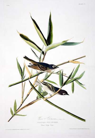 ロバートハヴェル（1793-1878）によって刻まれた鳥のアメリカからの孤独なヒタキ 作： John James after Audubon