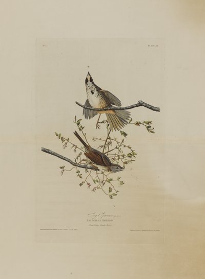 バードオブアメリカのロバートハヴェル（1793-1878）によって彫刻された歌雀 作： John James after Audubon