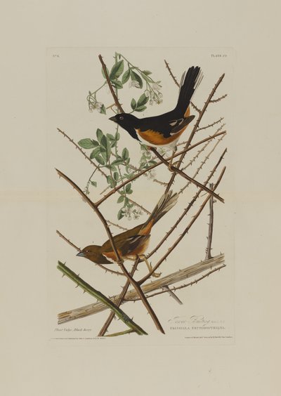 ロバートハヴェル（1793-1878）によって彫刻されたバーズオブアメリカからのトウホオジロ 作： John James after Audubon