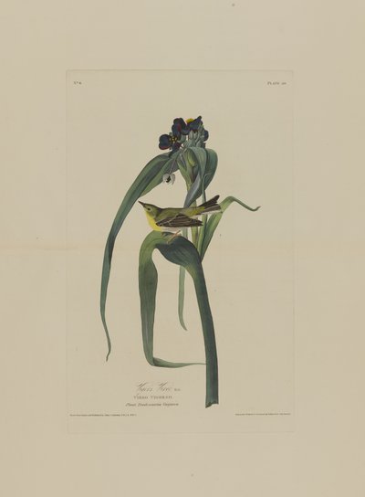 ロバーツハヴェル（1793-1878）によって彫刻されたバーズオブアメリカのVigers Vireo 作： John James after Audubon