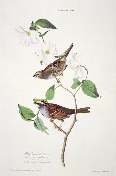 ロバートハヴェル（1793-1878）によって彫刻されたバードオブアメリカからの白いのどのスズメ 作： John James after Audubon