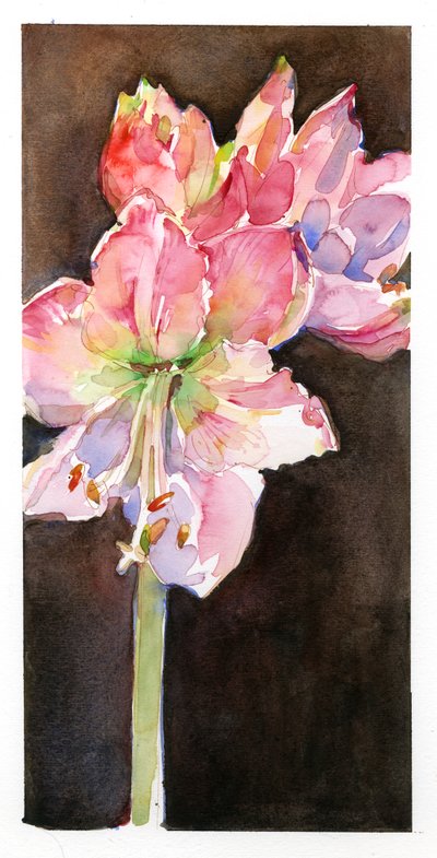 茶色の背景のアマリリス、2015年（水彩） 作： John Keeling