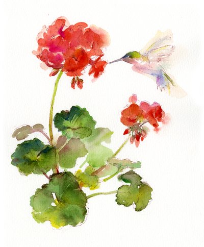 2015年のゼラニウムとハチドリ（水彩） 作： John Keeling
