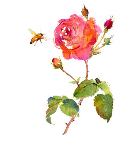 蜂とバラ、2014、（水彩） 作： John Keeling