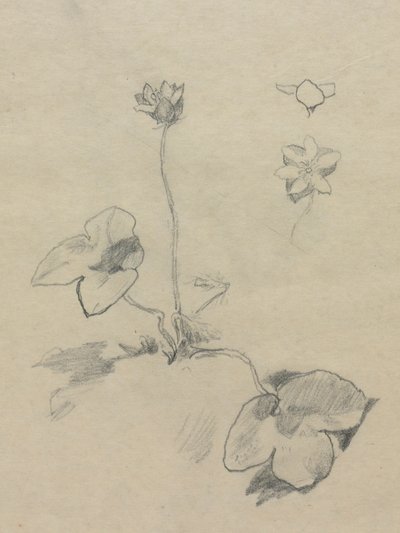 アネモネ 作： John La Farge