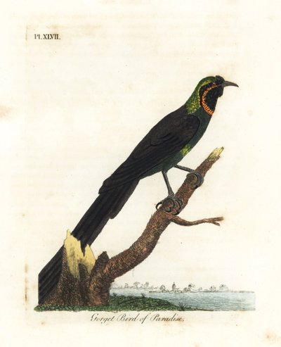 Arfak アストラピア、アストラピア ニグラ (Gorget 楽園の鳥、Paradise gularis)。 ジョン・レイサムが自身の鳥類の一般史、ウィンチェスターから描いて彫刻した手彩色の銅版 作： John Latham