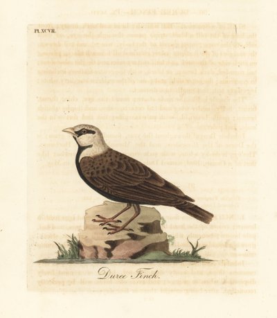 アッシュクラウンスズメヒバリ、Ereopterix griseus (Duree finch、Emberiza gingica)。 ジョン・レイサムが自身の鳥類の一般史、ウィンチェスターから描いて彫刻した手彩色の銅版 作： John Latham