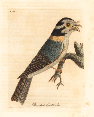 オーストラリアのフクロウのヨタカ、Aegotheles cristatus、または黄褐色のカエルマウス、Podargus strigoides? (縞模様のゴーアッカー、Caprimulgus vittatus。) John Latham が自身の A General History of Birds, Winchester から描き、彫刻した手彩色の銅版 作： John Latham