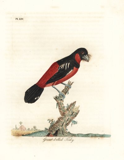 黒と赤のヒロハシ科、Cymvirhynchus macrorhynchos (オオハシロガラス、Todus nastus)。 ジョン・レイサムが自身の鳥類の一般史、ウィンチェスターから描いて彫刻した手彩色の銅版 作： John Latham