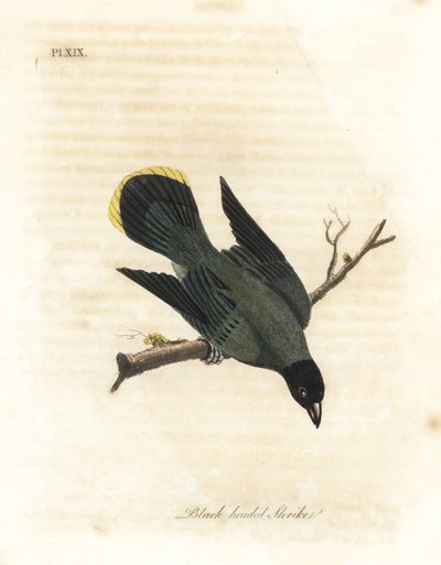黒頭のヒヨドリ、Pycnonotus atriceps (黒頭のモズ、Lanius melanocephalus)。 レイサムによればハワイ、ショウによればオーストラリア原産。 ジョン・レイサムが自身の A General History of Birds, Wi から描き、彫刻した手彩色の銅版 作： John Latham