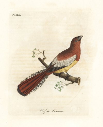 クロノド トロゴン、Trogon rufus、メス (Rufous curucui、Trogon rufus)。 Buffon Coucou a queue rousse のマルティネットのカイエンのイラストからコピー。 John Latham が自作の A General History of Bi から描いて彫刻した手彩色の銅版 作： John Latham