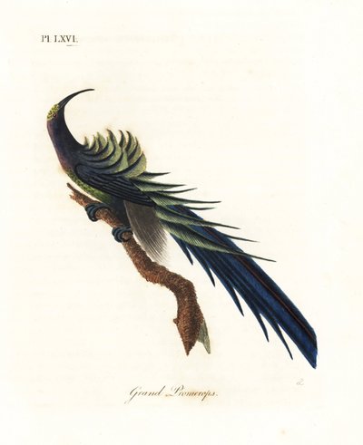 黒鎌ビル、Epimachus fastosus。 脆弱。 (Great promerops、Upupa superba。) ニューギニア。 ジョン・レイサムが自身の鳥類の一般史、ウィンチェスターから描いて彫刻した手彩色の銅版 作： John Latham