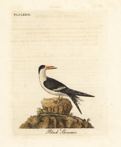 ブラックスキマー、Rynchops niger (Rhynchops nigra)。 ジョン・レイサムが自身の鳥類の一般史、ウィンチェスターから描いて彫刻した手彩色の銅版 作： John Latham