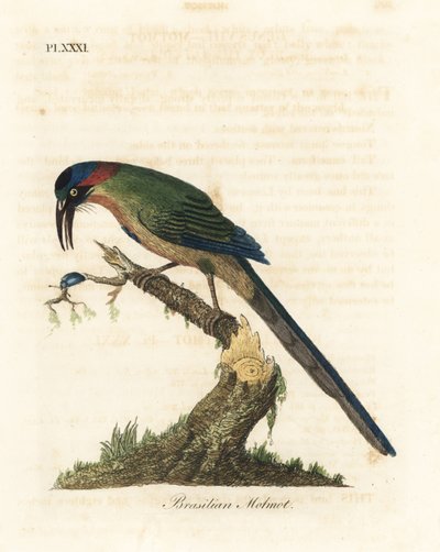 青冠モモット、Momotus momota (ブラジルモモット、Momotus brasiliensis)。 ジョン・レイサムが自身の鳥類の一般史、ウィンチェスターから描いて彫刻した手彩色の銅版 作： John Latham