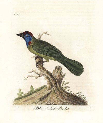 アオノドまたはマウンテン ゴシキドリ、Psilopogon asiaticus。 (青いほおひげ、Trogon asiaticus)。 ジョン・レイサムが自身の『鳥の一般史』ウィンチェスターから描いて彫刻した手彩色の銅版 作： John Latham