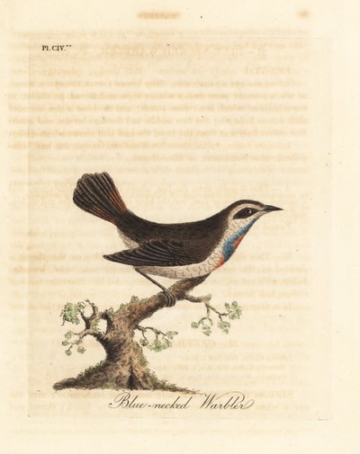 Bluethroat、Luscinia svecica (インドでは、ガンピゲラ、ニールクンティー、ガンペドラブとしても知られている、青い首のウグイス)。 ジョン・レイサムが自身の鳥類の一般史、ウィンチェスターから描いて彫刻した手彩色の銅版 作： John Latham