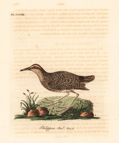 Buff-banded rail、Gallirallus philippensis (フィリピンレール、Rallus philippensis)。 ジョン・レイサムが自身の鳥類の一般史、ウィンチェスターから描いて彫刻した手彩色の銅版 作： John Latham