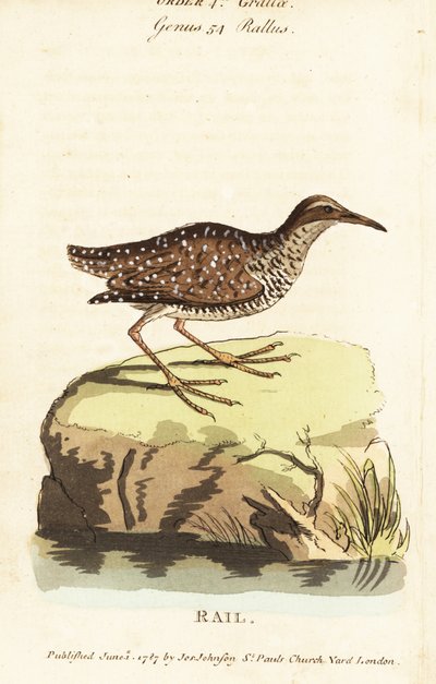 バフ・バンデッド・レール（Gallirallus philippensis 作： John Latham