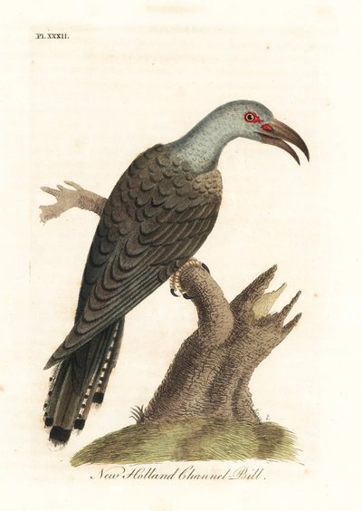 ハシボソカッコウ、Scythrops novaehollandiae (オーストラリアのハチハチドリ、Psittaceous hornbill)。 ジョン・レイサムが自身の鳥類の一般史、ウィンチェスターから描いて彫刻した手彩色の銅版 作： John Latham