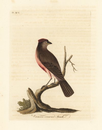 一般的なレッドポール、Carduelis flammea (Crimson-crowned finch、Fringilla flammea)。 ジョン・レイサムが自身の鳥類の一般史、ウィンチェスターから描いて彫刻した手彩色の銅版 作： John Latham