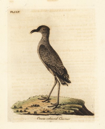 クリーム色のコースター、クルソリウス カーソル (Cursorius europaeus)。 ジョン・レイサムが自身の鳥類の一般史、ウィンチェスターから描いて彫刻した手彩色の銅版 作： John Latham