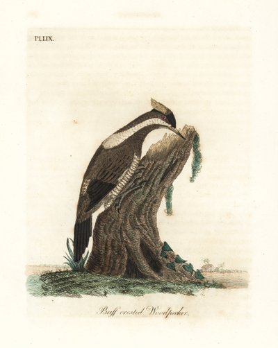 クリムゾン・クレステッド・キツツキ、Campephilus melanoleucos (バフ・クレステッド・キツツキ、Picus melanoleucus)。 レベリア博物館のスキンに基づいています。 ジョン・レイサムが自身の鳥類の一般史、ウィンチェスターから描いて彫刻した手彩色の銅版 作： John Latham