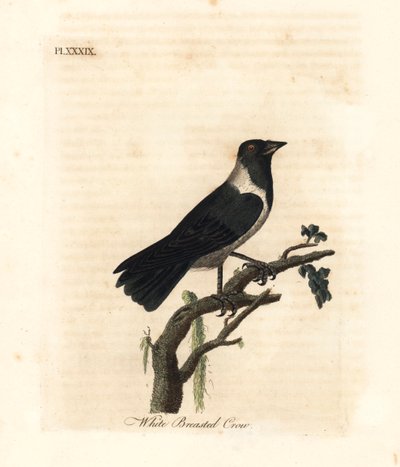 ジョウジウコクマルガラス、Corvus dauuricus (白い胸のカラス、Corvus dauricus)。 ジョン・レイサムが自身の鳥類の一般史、ウィンチェスターから描いて彫刻した手彩色の銅版 作： John Latham
