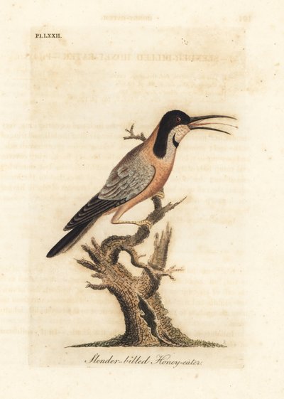 ヒガシハシビロコウ、Acanthohynchus tenuirostris (スレンダーハチミツクイ、Certhia tenuirostris)。 オーストラリア。 ジョン・レイサムが自身の鳥類の一般史、ウィンチェスターから描いて彫刻した手彩色の銅版 作： John Latham