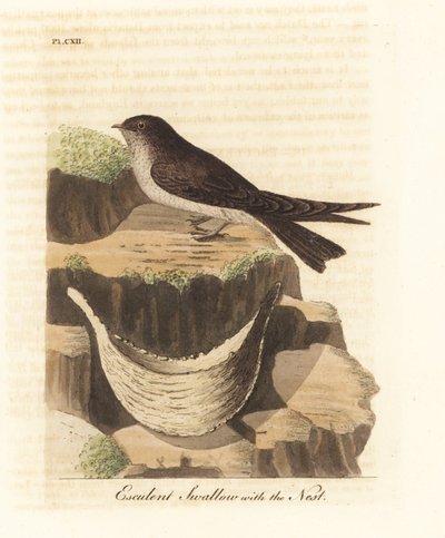 ツバメの巣のスープに使用されるツバメ、Aerodramus fuciphagus、ツバメの巣。 (Esculent ツバメ、Hirundo esculenta。) John Latham が自身の A General History of Birds, Winchester から描き、彫刻した手彩色の銅版画 作： John Latham