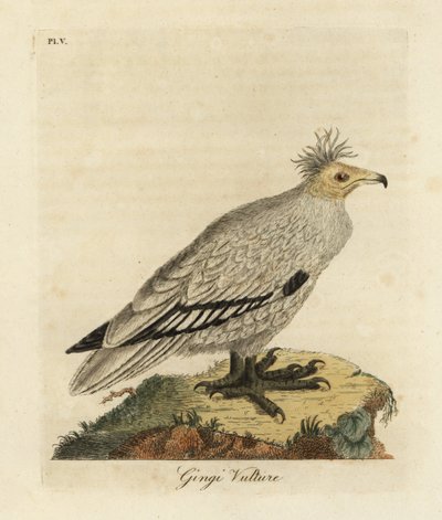 エジプトのハゲタカ、Neophron percnopterus ginginianus.1824 (彫刻) 作： John Latham